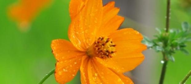 El olor de la flor depende de hongos y bacterias El olor de la flor depende de hongos y bacterias