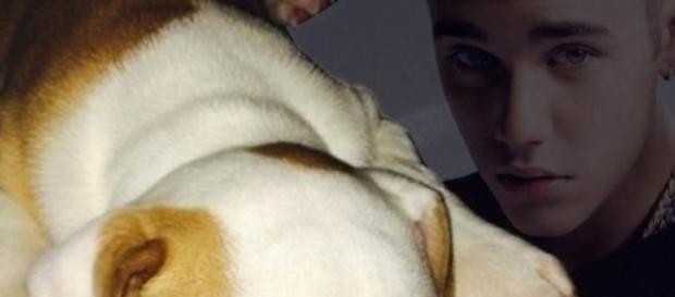 Justin Bieber abandona a su perro Justin Bieber abandona a su perro