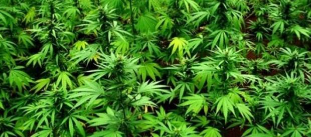 Aspecto de la planta de la marihuana Aspecto de la planta de la marihuana