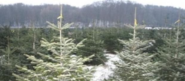 L'arbre de Noël ne connaît pas la crise L'arbre de Noël ne connaît pas la crise
