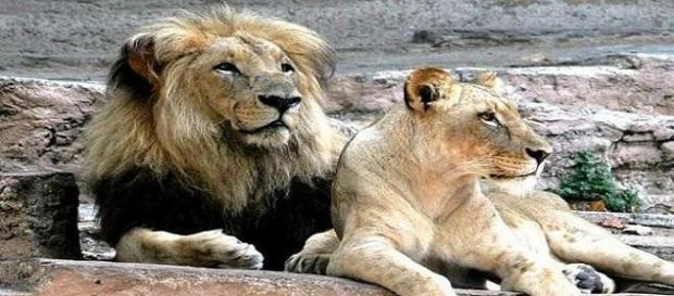 Un hombre se lanza a la fosa de los leones Un hombre se lanza a la fosa de los leones
