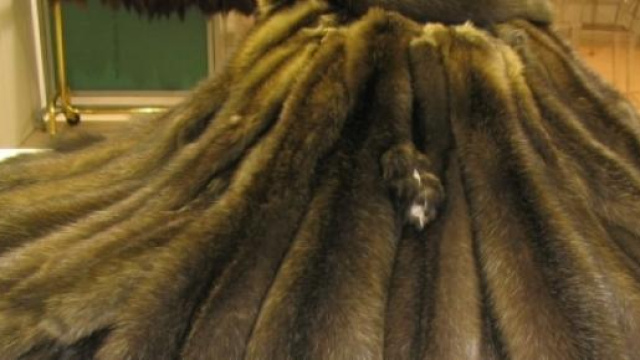 Un moyen d'éviter de tuer ces millions d'animaux?