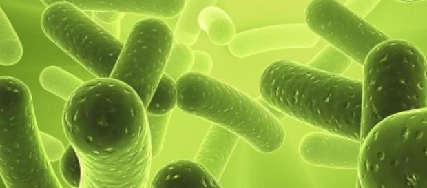 A Legionella assolou o país A Legionella assolou o país