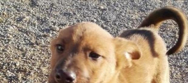 Cachorro de una protectora que necesita adopción Cachorro de una protectora que necesita adopción