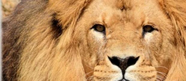 Entra nella gabbia dei leoni e viene sbranato Entra nella gabbia dei leoni e viene sbranato