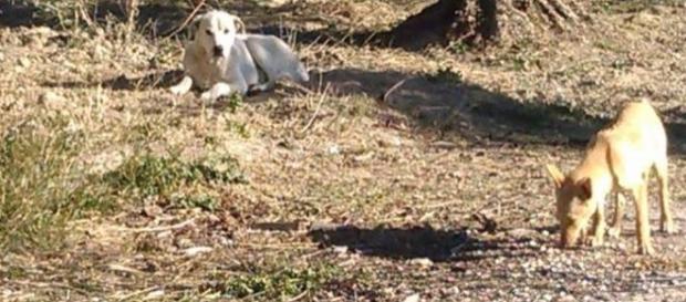 Animales abandonados en la calle. Animales abandonados en la calle.