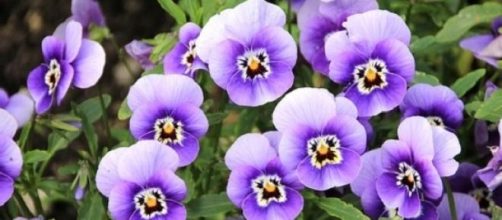 Violetta africana con fiori viola