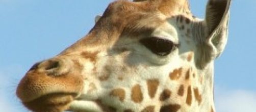 Ucciso cucciolo di giraffa nello zoo di Copenaghen