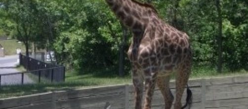 Giraffa a passeggio nello zoo