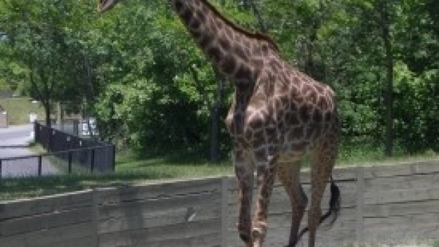 Giraffa a passeggio nello zoo