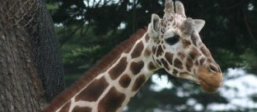 giraffa Marius uccisa nello zoo di Copenhagen
