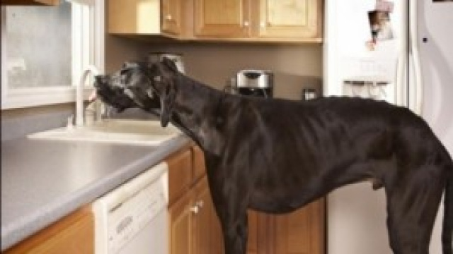 Il cane più alto del mondo mentre beve acqua