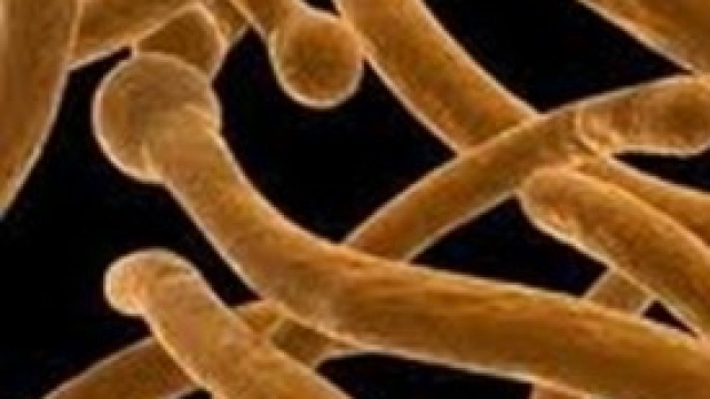 immagine al microscopio dei funghi della candida