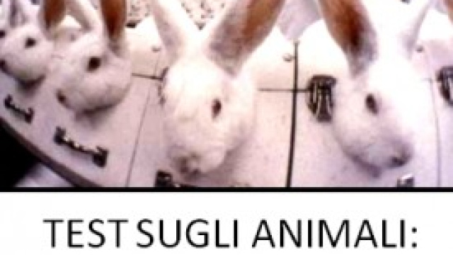 Speimentazione animale su conigli