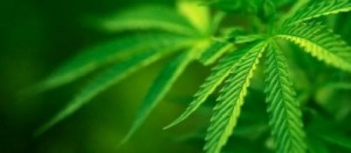 Colorado, boom economico per vendita marijuana