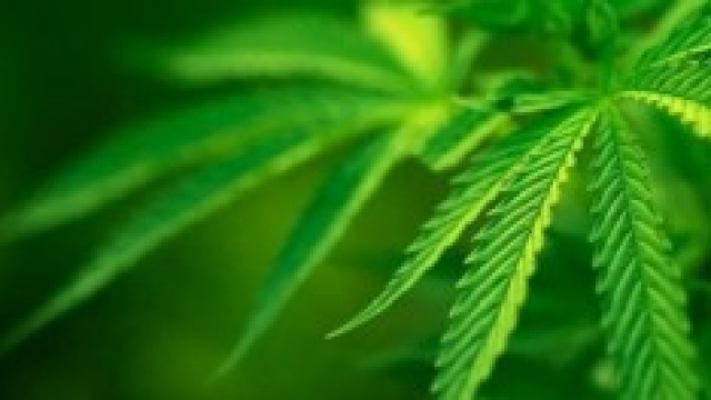 Colorado, boom economico per vendita marijuana