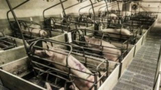 l'indecenza di legare animali a grandi gabbie