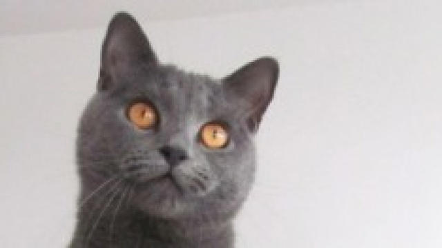  A Torino apre il primo neko cafè 