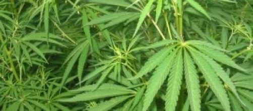 produzione cannabis per scopi terapeutici