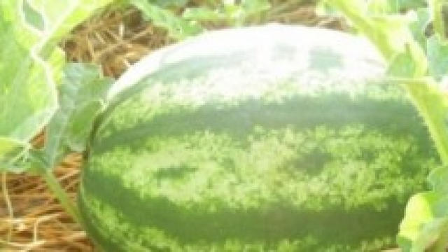 Orti sul terrazzo di casa.