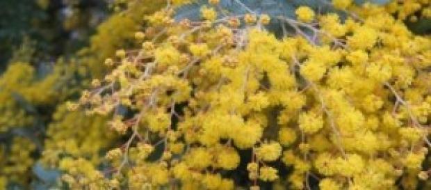 Festa della Donna: quattro indimenticabili viaggi. Festa della Donna: quattro indimenticabili viaggi.