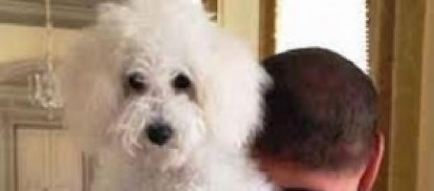Silvio Berlusconi con il cane Dudù Silvio Berlusconi con il cane Dudù