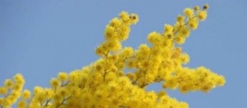 Frasi festa della donna 2014, auguri e idee regali