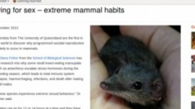 L'Antechinus sul sito della Quuensland University