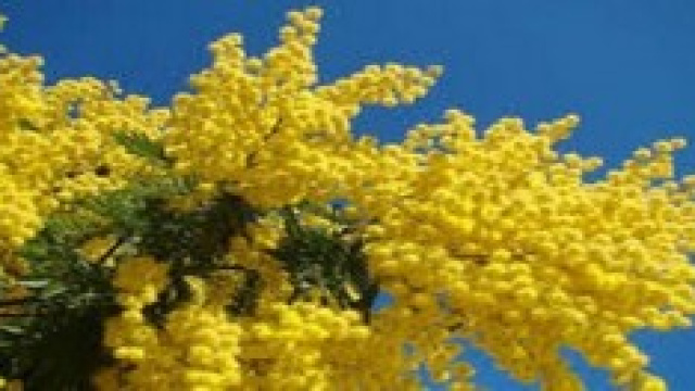 Festa della donna: le frasi più belle da copiare 