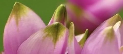 Il fiore Curcuma, dal quale si estrae la curcumina