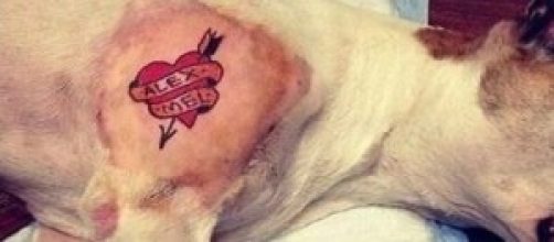 La foto del cane tatuato postata su Instagram