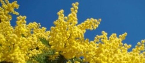 La mimosa simbolo della festa della donna