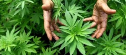 Via libera all'uso terapeutico della cannabis