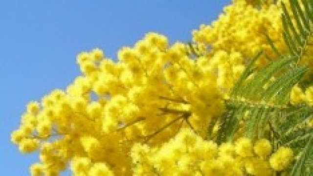 8 marzo festa della donna