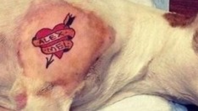 La foto del cane tatuato postata su Instagram