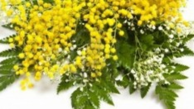 regali festa della donna 