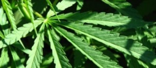 via libera all'uso terapeutico della cannabis 