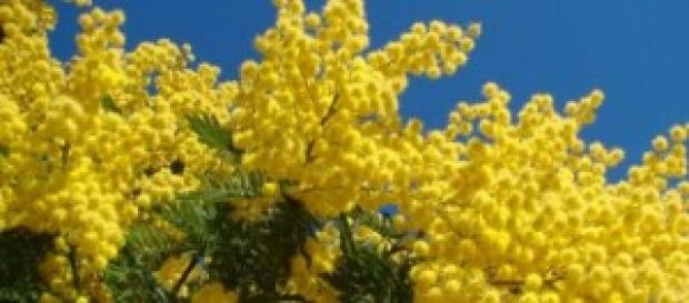 Festa della donna: la situazione italiana Festa della donna: la situazione italiana
