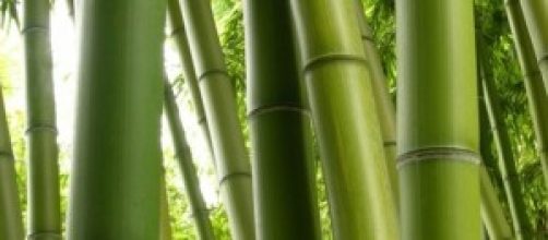 Il bambù, nuova frontiera dell'imprenditoria