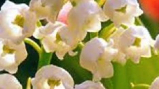 Maggio, info, leggende e numeri del Lotto 