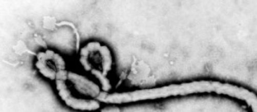 Ebola, il virus ed il contagio