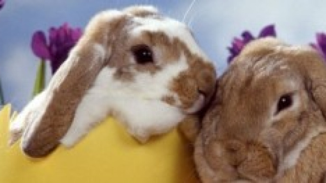 Menu Pasqua 2014: ecco le ricette