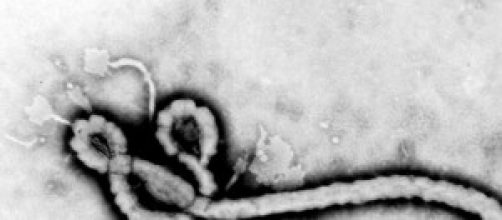 virus ebola trasmissione 