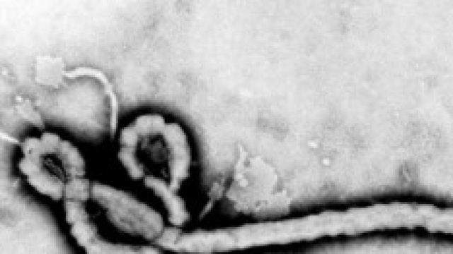 virus ebola trasmissione 