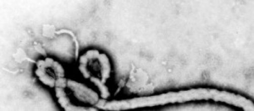 Rappresentazione grafica del virus Ebola