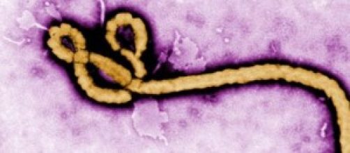 Virus Ebola: tutte le info