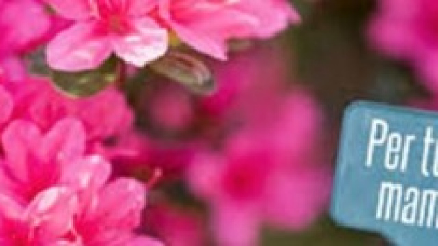 Festa della mamma 2014 con l'azalea di AIRC