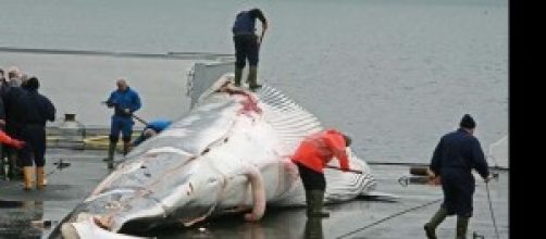Caccia di balene in Islanda