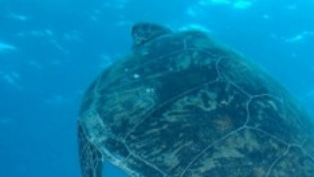 vacanze estate 2014. nelle barriere coralline