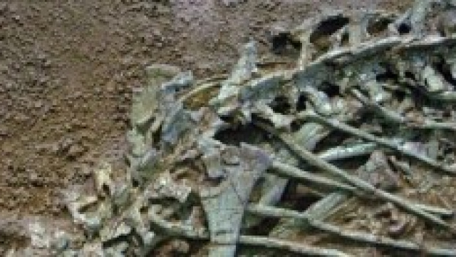 Trovati i fossili del dinosauro gigante